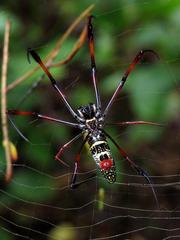 Trichonephila inaurata madagascariensis