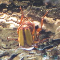 Anisorrhina serripes