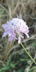 Sixalix atropurpurea