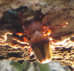 Anisorrhina serripes