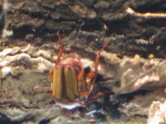 Anisorrhina serripes