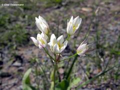 Tristagma bivalve