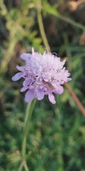 Sixalix atropurpurea