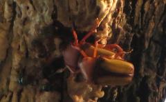 Anisorrhina serripes