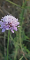 Sixalix atropurpurea