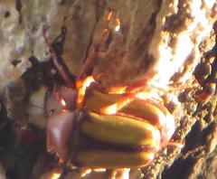 Anisorrhina serripes