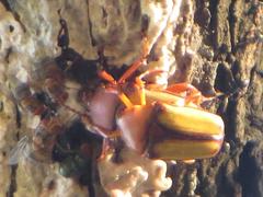 Anisorrhina serripes