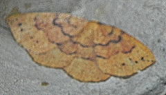 Apodrepanulatrix liberaria