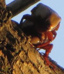 Anisorrhina serripes