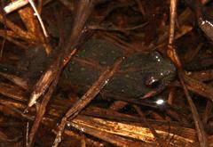 Cacosternum australis