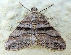 Prionomelia spododea