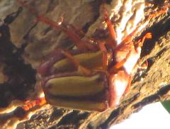 Anisorrhina serripes