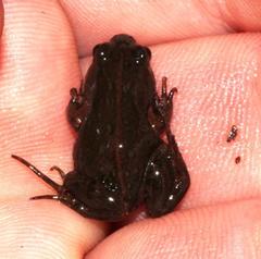 Cacosternum australis