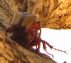 Anisorrhina serripes