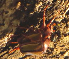 Anisorrhina serripes