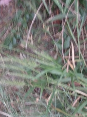Setaria scheelei