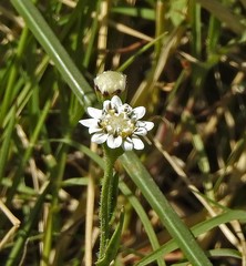 Holocheilus brasiliensis