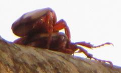 Anisorrhina serripes