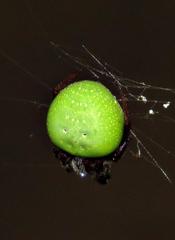 Araneus apricus