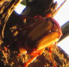 Anisorrhina serripes