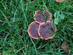 Macrocystidia cucumis cucumis