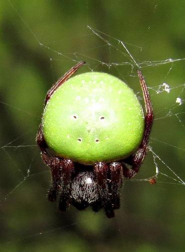 Green-pea Spider