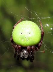 Araneus apricus