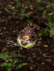 Araneus apricus