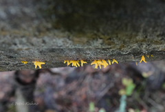 Calocera furcata