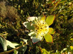Leucadendron glaberrimum erubescens