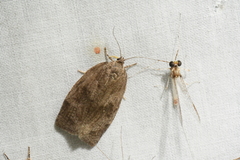 Choristoneura conflictana