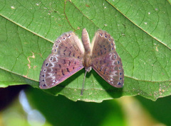 Adelotypa leucophaea