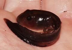 Semnodactylus wealii