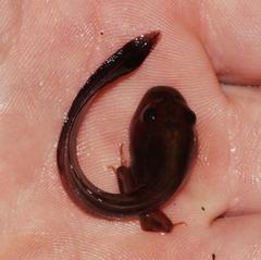 Semnodactylus wealii