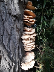 Laetiporus sulphureus