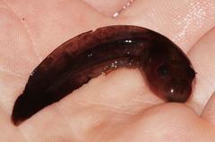 Semnodactylus wealii