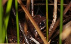 Semnodactylus wealii