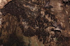 Rousettus aegyptiacus