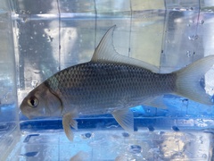 Carpiodes cyprinus