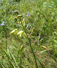 Albuca flaccida
