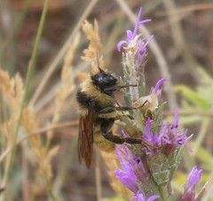 Bombus fervidus