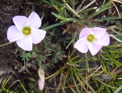 Oxalis heterophylla