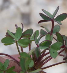 Oxalis heterophylla