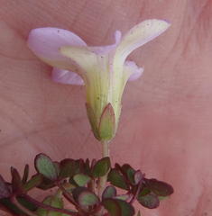 Oxalis heterophylla