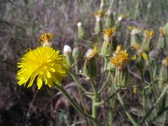 Crepis vesicaria taraxacifolia