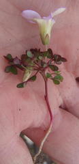 Oxalis heterophylla