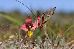 Gladiolus speciosus