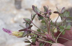 Oxalis heterophylla