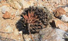 Aloe melanacantha