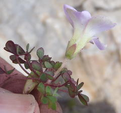 Oxalis heterophylla